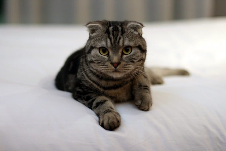 8 Cat Breeds You Can Train (and 8 That Will Forever Be Their Own Bosses)