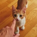 10 Reasons Your Cat Follows You (And 5 Reasons They Secretly Prefer Your Spot)