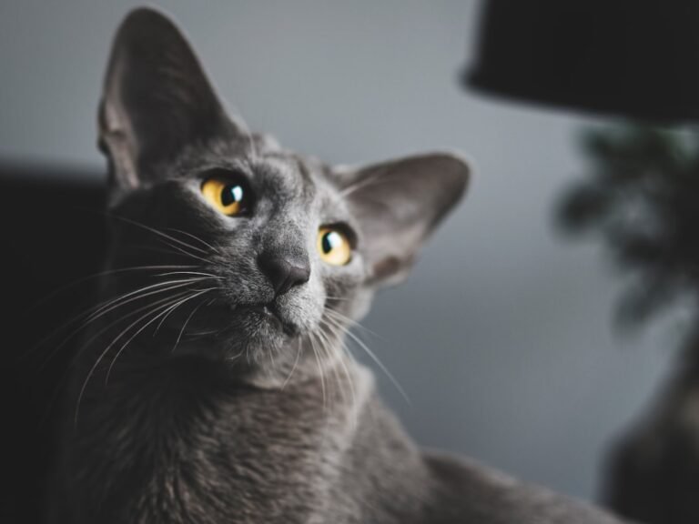 5 Cat Breeds That Love to Talk (and 5 That Are Quietly Affectionate Companions)