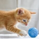 10 Cat Behaviors That Are Misunderstood (and 5 That Are Exactly What They Seem)