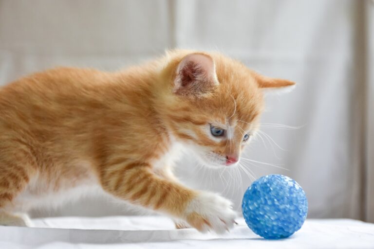 10 Cat Behaviors That Are Misunderstood (and 5 That Are Exactly What They Seem)