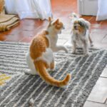 7 Ways Your Cat Bonds with Other Pets (and 7 Ways They Prefer Solo Dominance)