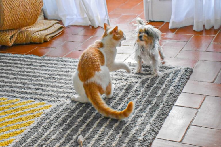 7 Ways Your Cat Bonds with Other Pets (and 7 Ways They Prefer Solo Dominance)