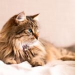12 Subtle Signs Your Cat Is Happy (and 12 That Indicate They're Feeling Grumpy)