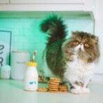 10 Cat Breeds That Love Adventure (and 5 That Are Content with Indoor Life)