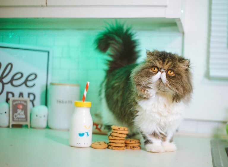 10 Cat Breeds That Love Adventure (and 5 That Are Content with Indoor Life)