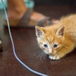6 Reasons Your Cat 'Hunts' You (and 5 Reasons They're Just Playing with You)