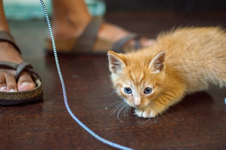 6 Reasons Your Cat 'Hunts' You (and 5 Reasons They're Just Playing with You)