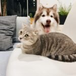 8 Cat Breeds That Are Happiest With a Dog at Home
