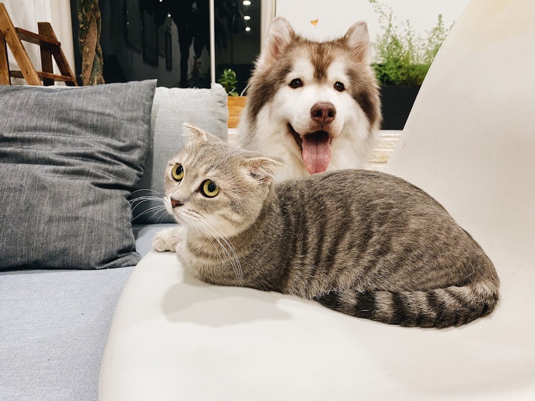 8 Cat Breeds That Are Happiest With a Dog at Home