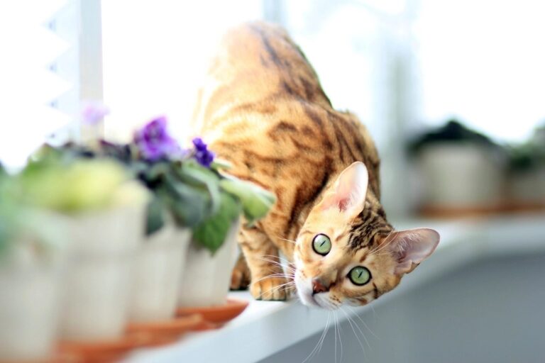5 Cat Breeds That Are Born Explorers vs. 5 That Prefer the Lap Life