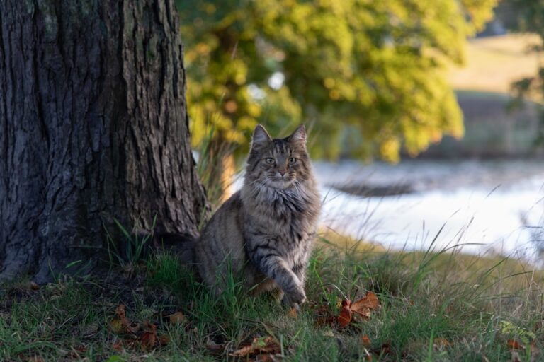10 Fearless Small Cat Breeds Courageous Enough To Face Off With Larger Animals