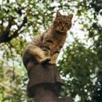 8 Cat Breeds That Love a Lap, and 8 That Prefer Their Own Space