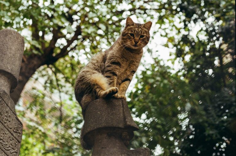 8 Cat Breeds That Love a Lap, and 8 That Prefer Their Own Space