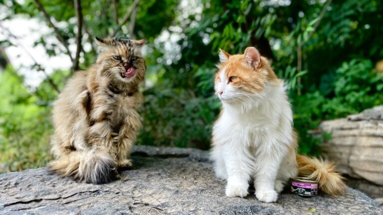 Why Do Cats Meow?