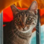 8 Everyday Sounds That Drive Your Cat Absolutely Wild (and Why)