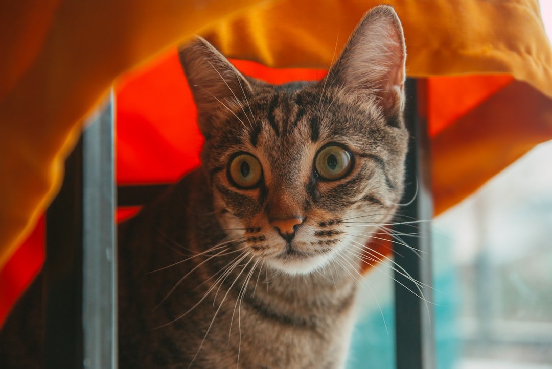 8 Everyday Sounds That Drive Your Cat Absolutely Wild (and Why)