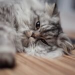 Are You Accidentally Stressing Out Your Cat? Signs You Might Be Missing