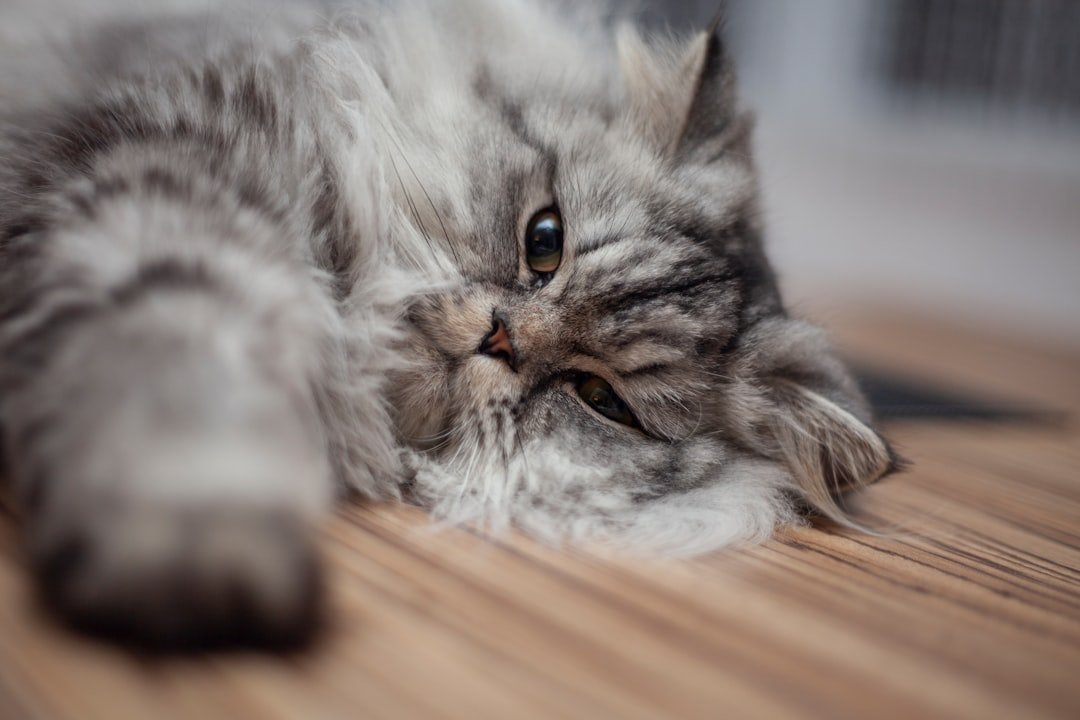 Are You Accidentally Stressing Out Your Cat? Signs You Might Be Missing