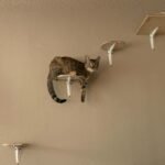 Why Do Cats Love High Places