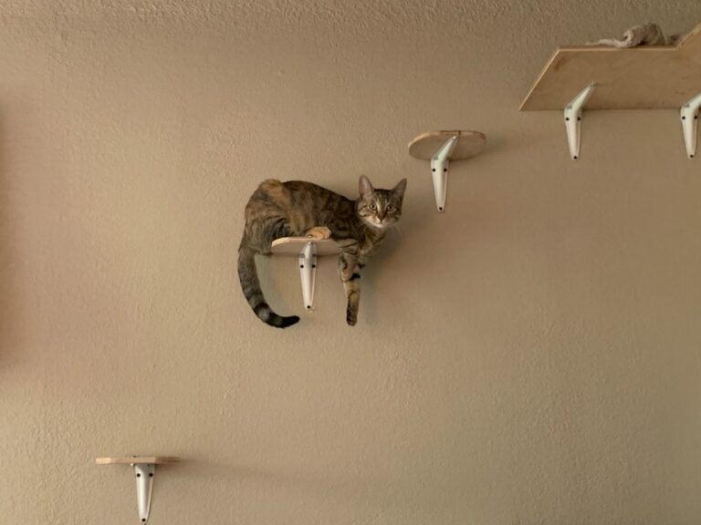 Why Do Cats Love High Places