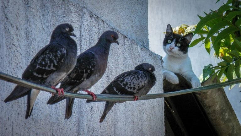 Why Do Cats Like Hunting Birds