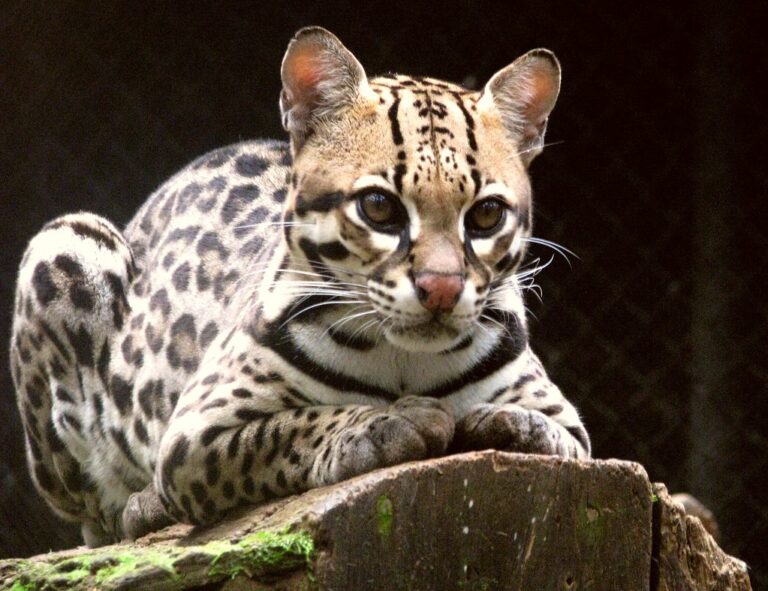 How To Care For an Ocelot