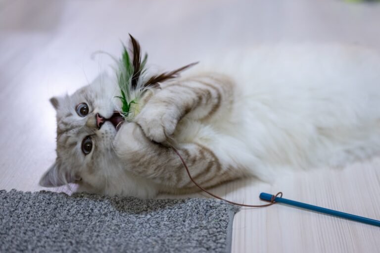 8 Clever Cat Hacks to Keep Your Feline Friend Purr-fectly Content