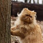 6 Cat Breeds That Are Born Leaders (and 6 That Are Content to Follow Your Every Move)