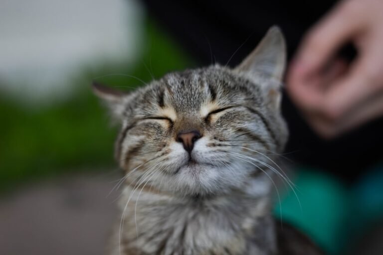 11 Quirky Cat Habits That Are Actually Signs of a Happy Home