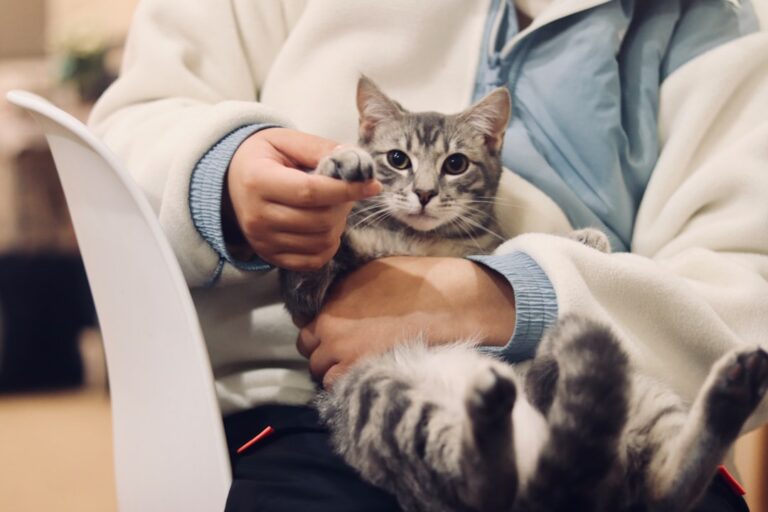 10 Reasons Your Cat Chooses Your Lap Above All Others