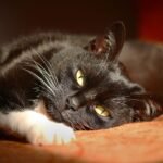 7 Subtle Signs Your Cat Is a Secret Genius (and 7 Signs They Are Just Master Manipulators)