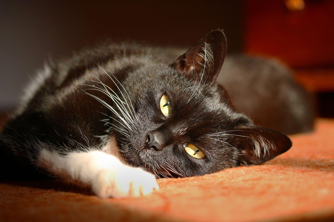 7 Subtle Signs Your Cat Is a Secret Genius (and 7 Signs They Are Just Master Manipulators)