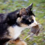 Why Your Cat Brings You Dead Things