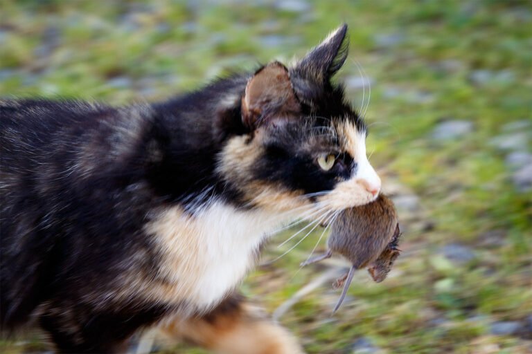 Why Your Cat Brings You Dead Things