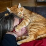 Why Your Cat Sleeps on Your Head