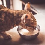 Can Cats Drink Oat Milk?