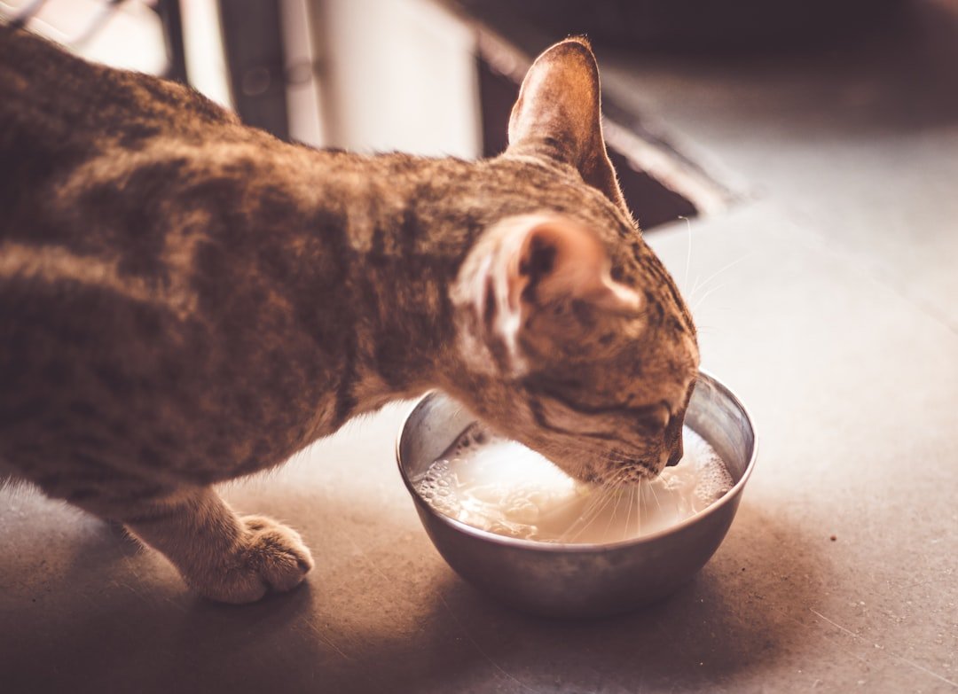 Can Cats Drink Oat Milk?