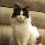 10 Surprising Ways Your Cat Can Actually Improve Your Mood