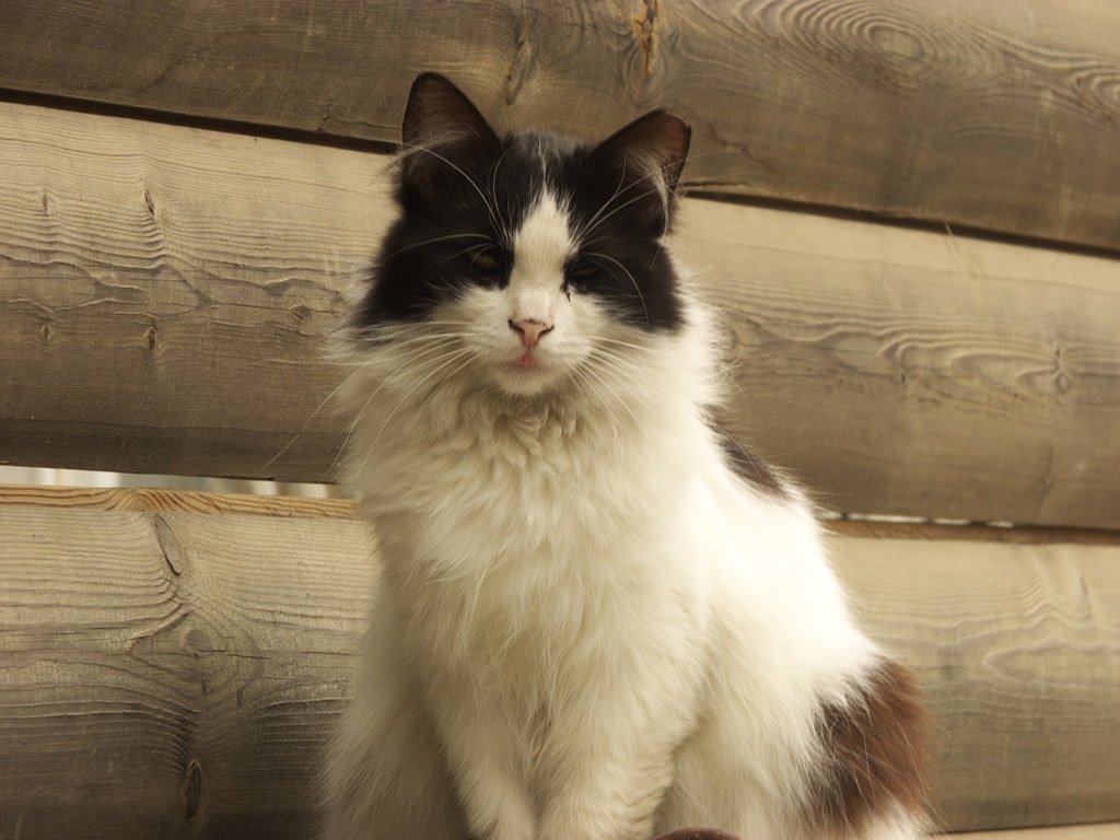 10 Surprising Ways Your Cat Can Actually Improve Your Mood