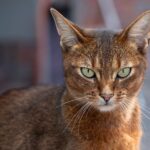 7 Cat Breeds Known for Their Charming, Quirky Personalities