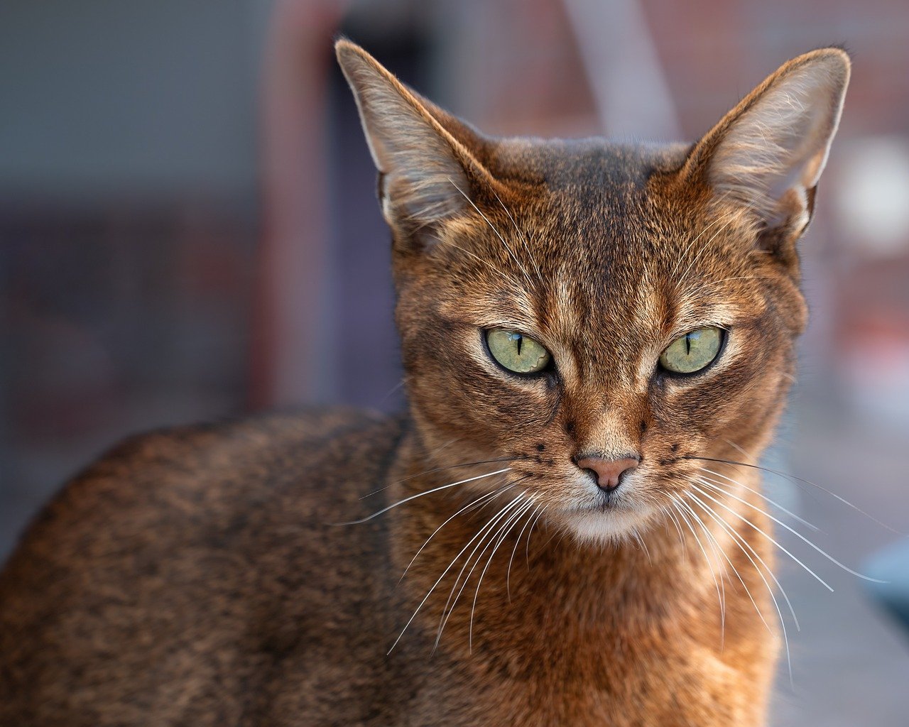 7 Cat Breeds Known for Their Charming, Quirky Personalities
