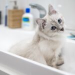 Vet Reveals How to Keep a Cat Clean Without a Bath