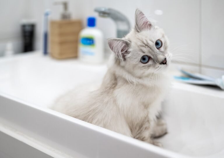Vet Reveals How to Keep a Cat Clean Without a Bath