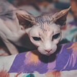 10 Reasons a Sphynx Cat Might Not Be Right for You (Consider These 5 Instead)