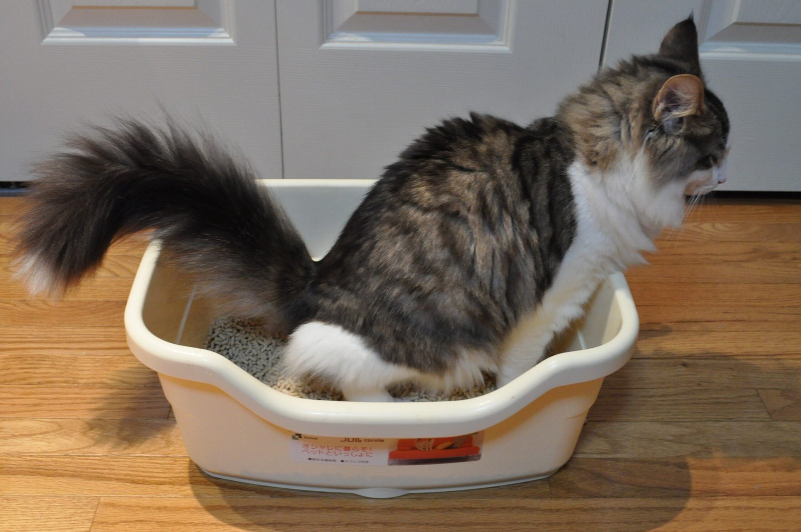 How Often Should You Clean A Cat's Litter Box?