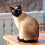 10 Things That Set Siamese Cats Apart