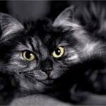 9 Cat Behaviors That Seem Cold But Are Actually Pure Affection