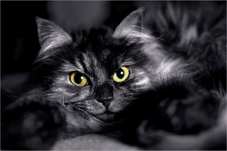 9 Cat Behaviors That Seem Cold But Are Actually Pure Affection