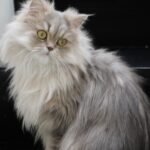 8 Cat Breeds That Bring Peace, Not Pressure, to Senior Owners